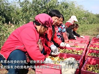 河北霸州：冬枣飘香，助农增收