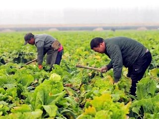 河北霸州：特色白菜喜丰收当地农民乐开花