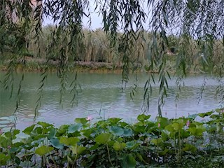 影像记录丨河北廊坊霸州：牤牛河夏景之荷韵
