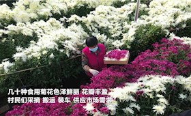 廊坊霸州：食用菊开出“致富花”