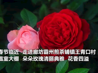 廊坊霸州：玫瑰迎新春 花开致富路